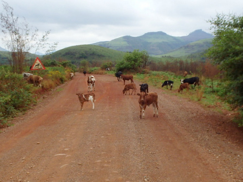 Nguni cattle.